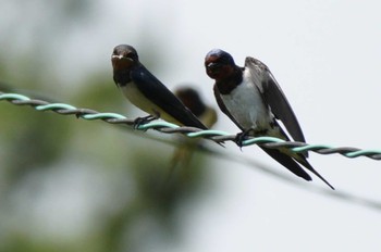 2024年5月25日(土) 八景水谷公園の野鳥観察記録