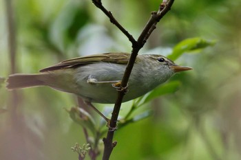 Mon, 5/20/2024 Birding report at Miyakejima Island