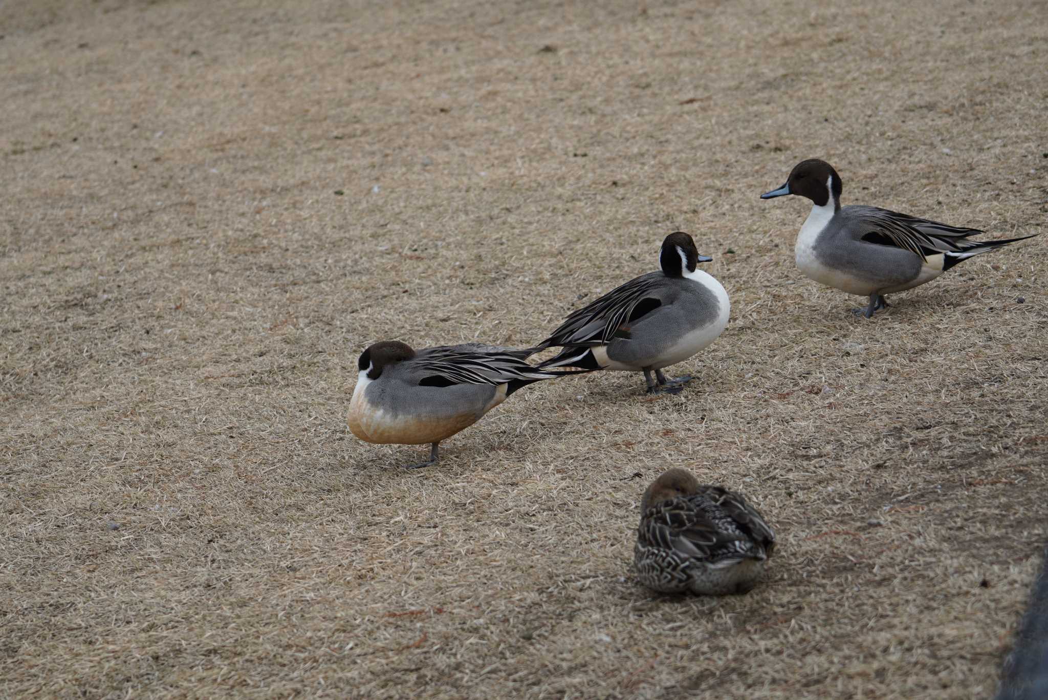 昆陽池公園 オナガガモの写真 by マル