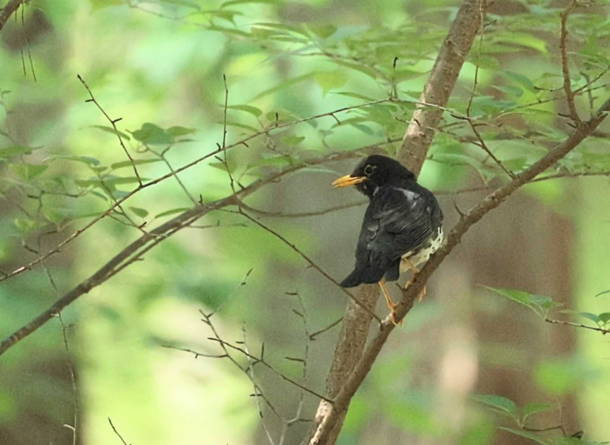 Japanese Thrush