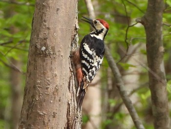 White-backed Woodpecker Tomakomai Experimental Forest Sun, 5/19/2024