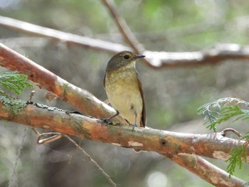 Narcissus Flycatcher Tomakomai Experimental Forest Sun, 5/19/2024