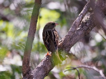 2024年5月3日(金) ウトナイ湖の野鳥観察記録