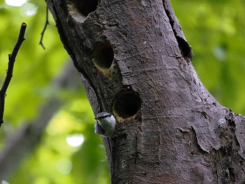 Eurasian Nuthatch Nishioka Park Fri, 5/24/2024