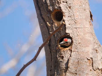 Grey-headed Woodpecker Nishioka Park Wed, 5/1/2024