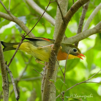 Red-billed Leiothrix 裏高尾 Sat, 5/25/2024