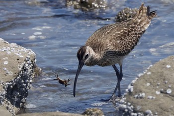 チュウシャクシギ 東京港野鳥公園 2024年5月5日(日)