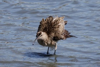 チュウシャクシギ 東京港野鳥公園 2024年5月5日(日)