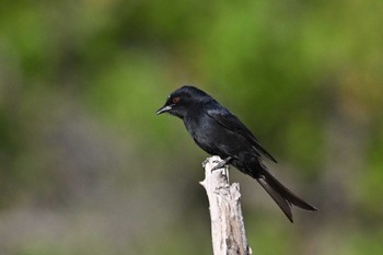 Fork-tailed Drongo Khwai Private Reserve(Okavango Delta) Mon, 5/13/2024