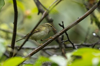 Emei Leaf Warbler 龍蒼溝(Longcanggou) Tue, 4/23/2024