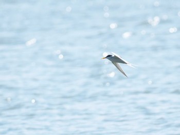 2024年5月25日(土) 伊佐沼の野鳥観察記録