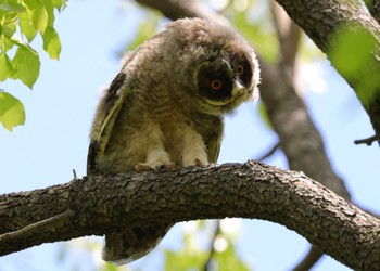 Long-eared Owl Watarase Yusuichi (Wetland) Sun, 5/5/2024