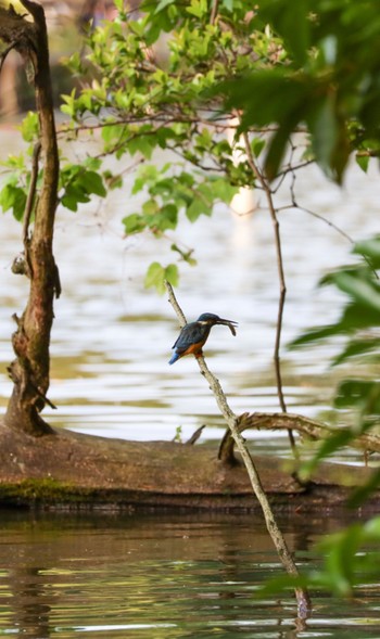 Common Kingfisher 善福寺公園 Sat, 5/25/2024