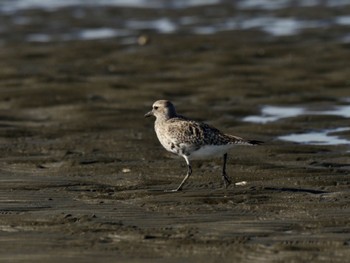 2024年5月4日(土) ふなばし三番瀬海浜公園の野鳥観察記録