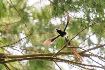 Sat, 5/25/2024 Birding report at 八王子城跡