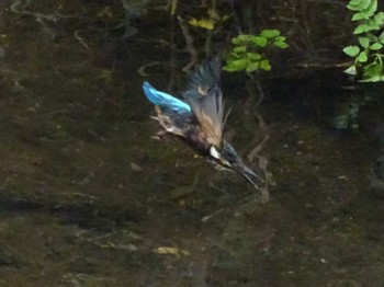 Common Kingfisher いたち川(横浜 本郷台) Sat, 5/25/2024
