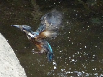 Common Kingfisher いたち川(横浜 本郷台) Sat, 5/25/2024