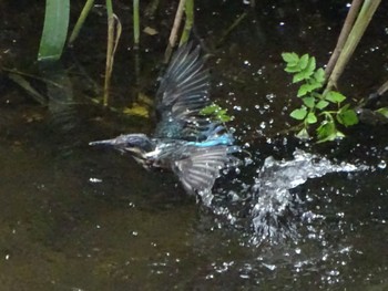 Common Kingfisher いたち川(横浜 本郷台) Sat, 5/25/2024