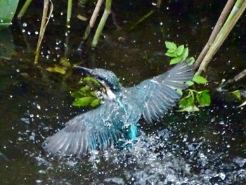 Common Kingfisher いたち川(横浜 本郷台) Sat, 5/25/2024