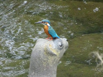 Common Kingfisher いたち川(横浜 本郷台) Sat, 5/25/2024