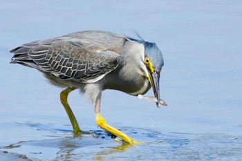 2024年5月25日(土) 東京港野鳥公園の野鳥観察記録