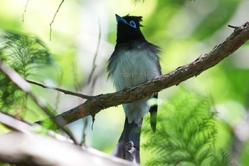 サンコウチョウ 東京都多摩地域 2024年5月9日(木)