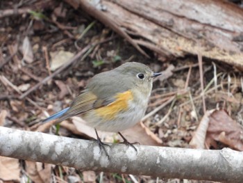 Red-flanked Bluetail 定峰林道 埼玉県秩父市 Sun, 3/24/2024