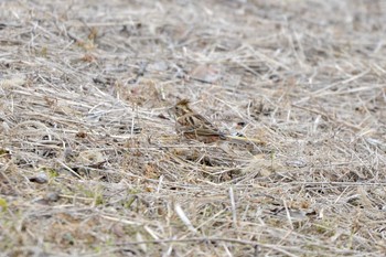 2019年1月10日(木) 加木屋緑地の野鳥観察記録