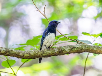 Blue-and-white Flycatcher 南阿蘇ビジターセンター Sat, 5/25/2024