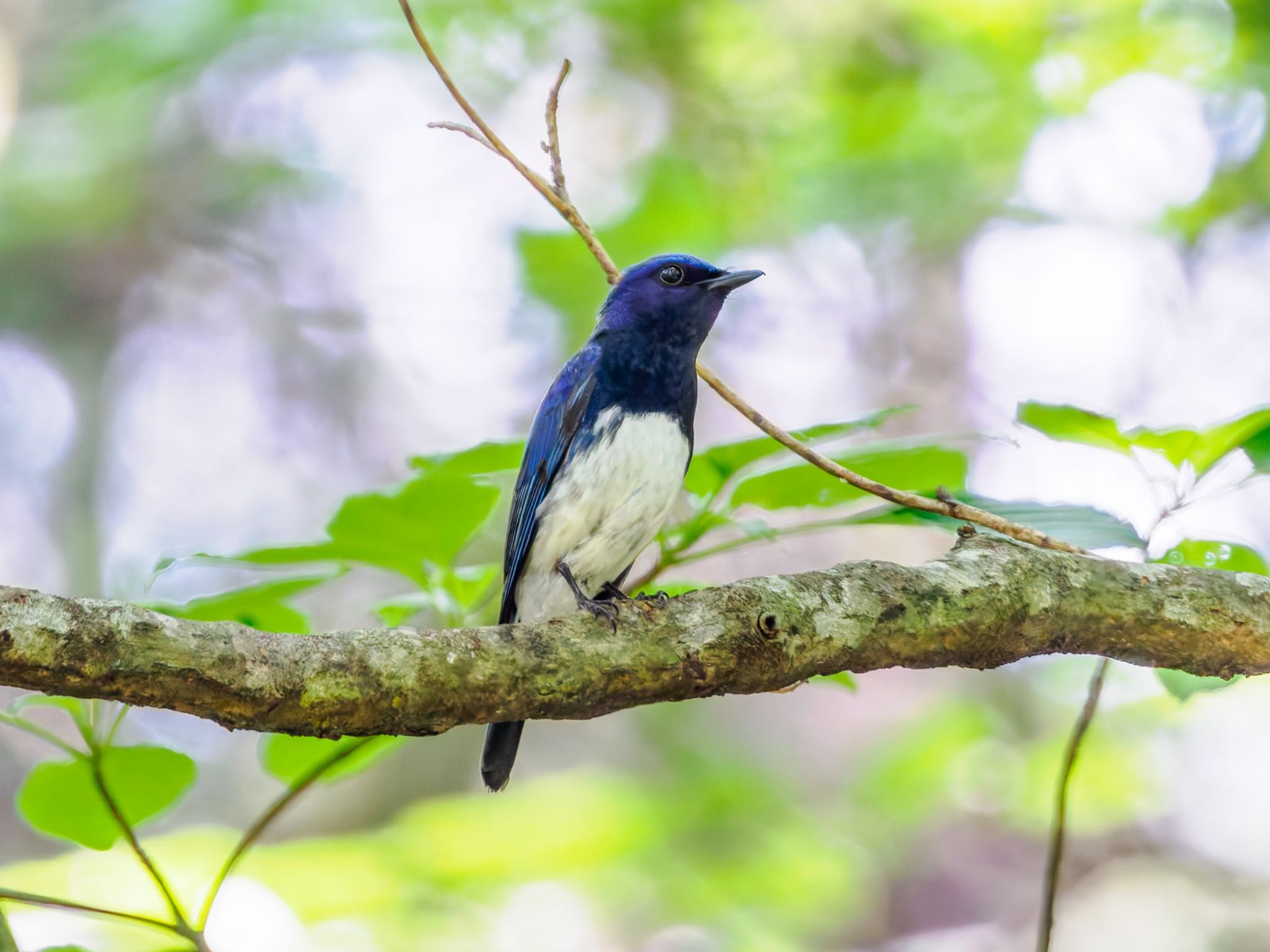 Photo of Blue-and-white Flycatcher at 南阿蘇ビジターセンター by FUJIマニア