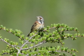 Sat, 5/25/2024 Birding report at Senjogahara Marshland