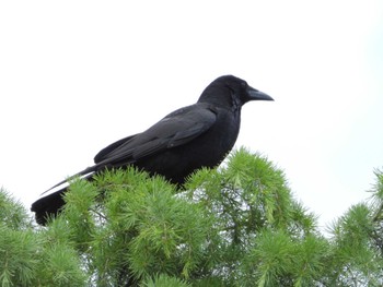 Large-billed Crow 等々力緑地 Sat, 5/25/2024