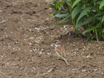 Eurasian Tree Sparrow 等々力緑地 Sat, 5/25/2024