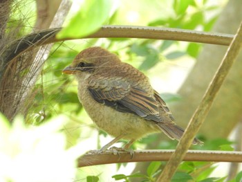 Bull-headed Shrike 等々力緑地 Sat, 5/25/2024