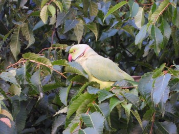 Indian Rose-necked Parakeet 等々力緑地 Sat, 5/25/2024