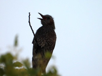 Brown-eared Bulbul 等々力緑地 Sat, 5/25/2024