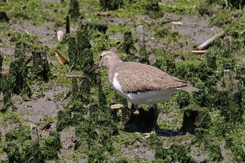 イソシギ 東京港野鳥公園 2024年5月5日(日)