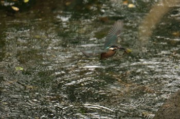 カワセミ 門池公園(沼津市) 2024年5月25日(土)