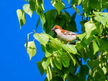 2024年5月26日(日) 倶知安町の野鳥観察記録