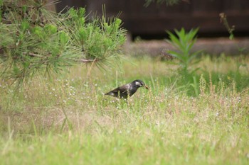 ムクドリ 稲毛海浜公園 2024年5月26日(日)