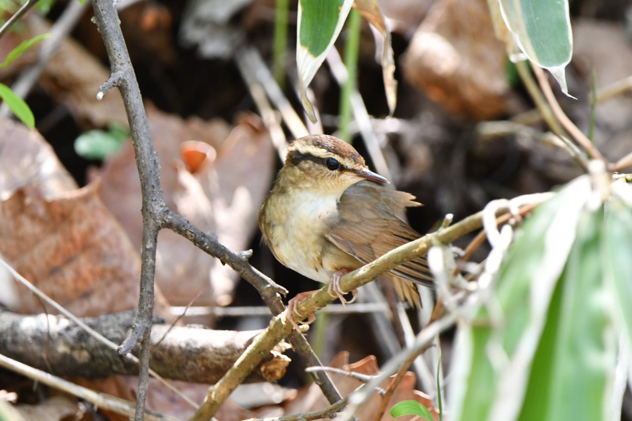 Photo of Asian Stubtail at Karuizawa wild bird forest by 鳥民グ