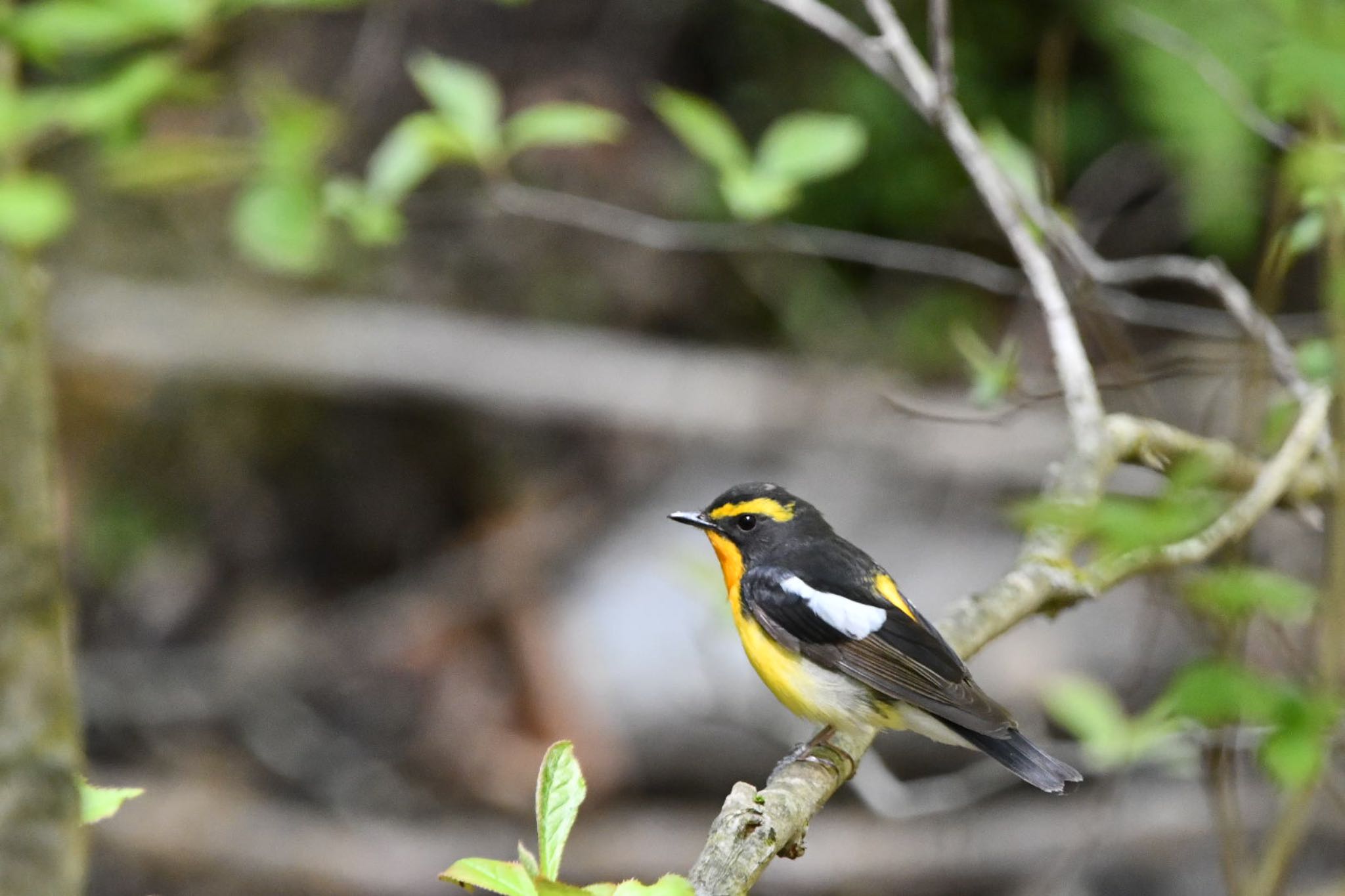 Narcissus Flycatcher