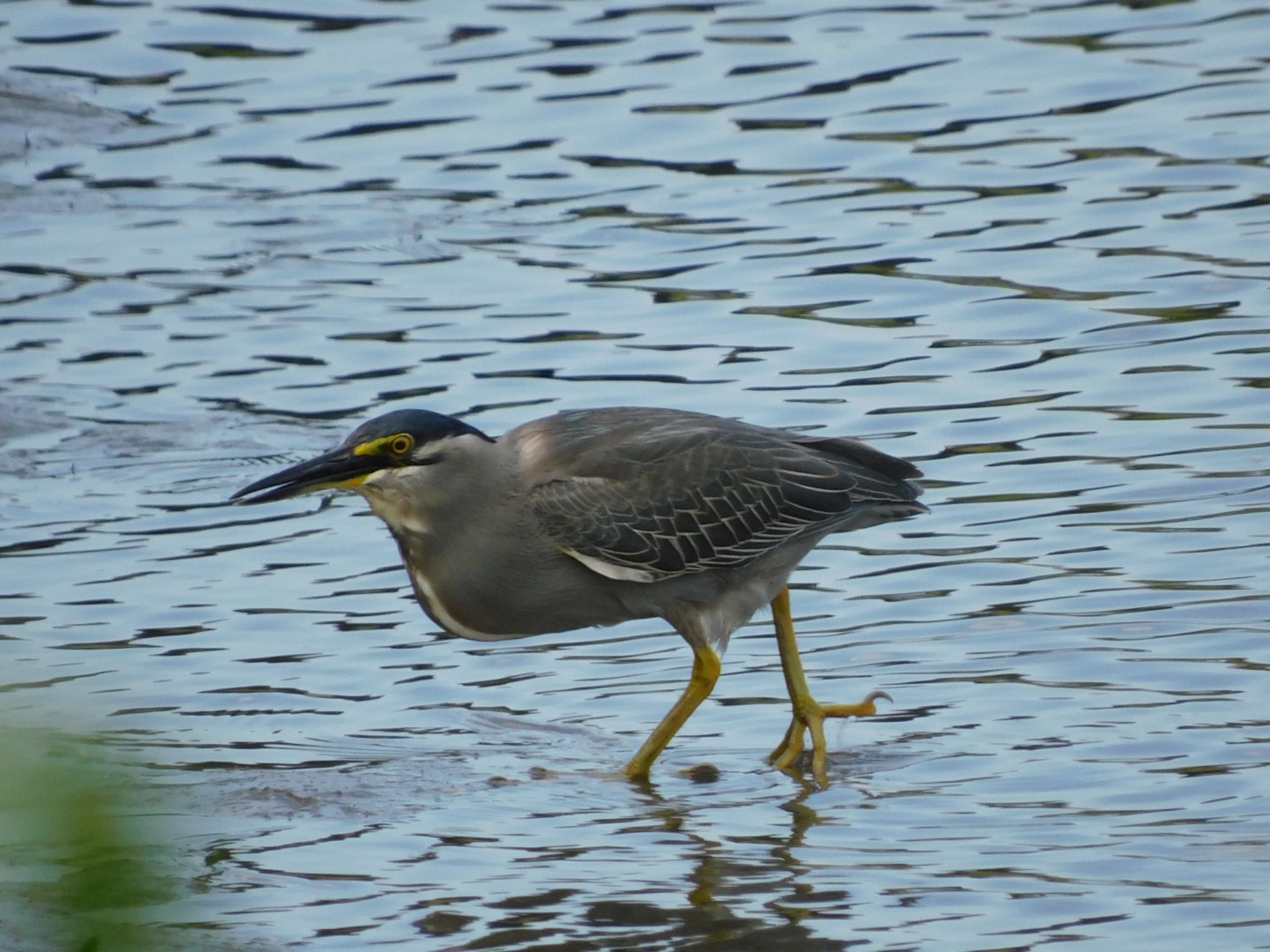 Photo of Striated Heron at Tokyo Port Wild Bird Park by ucello