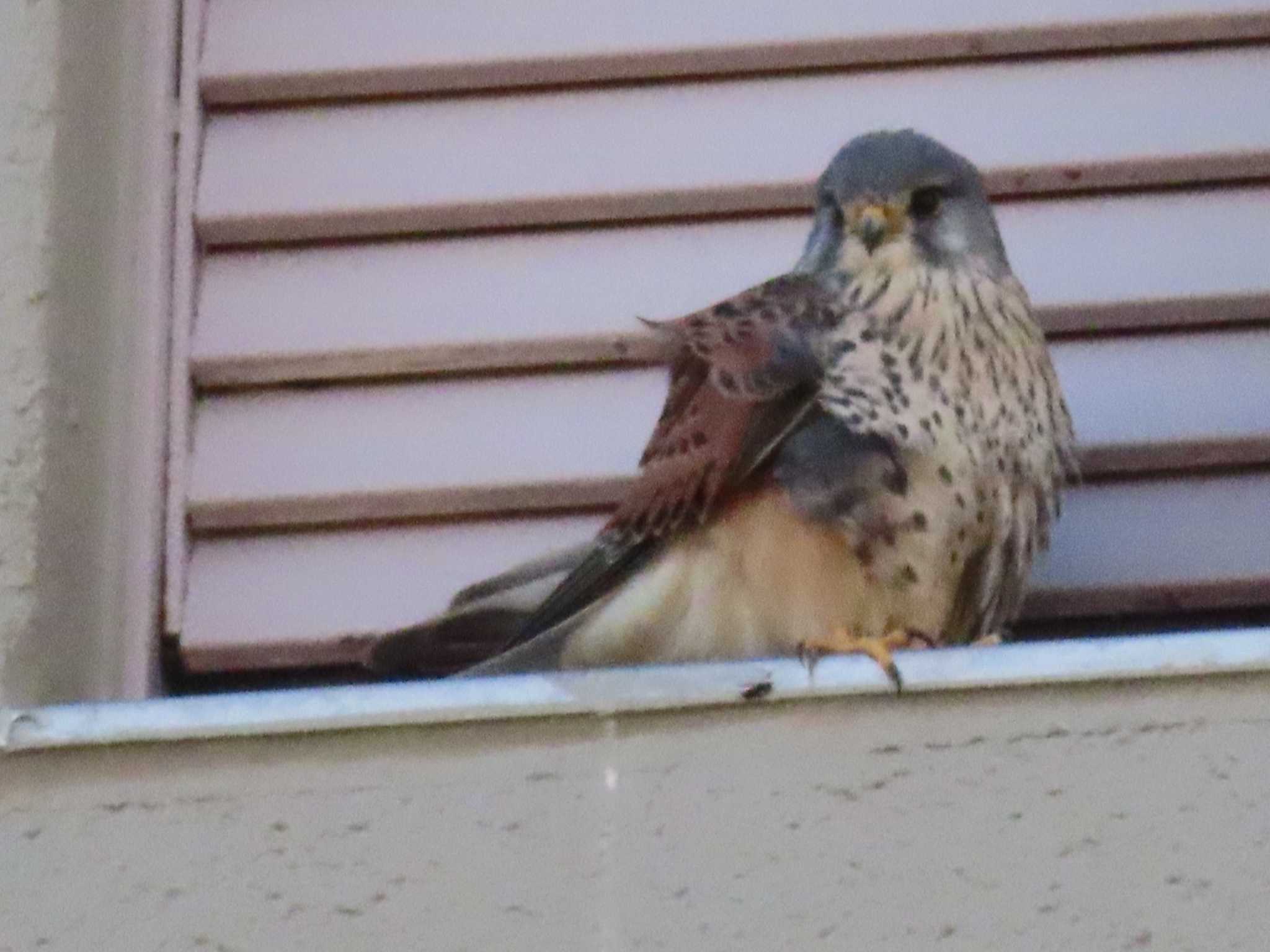 Common Kestrel