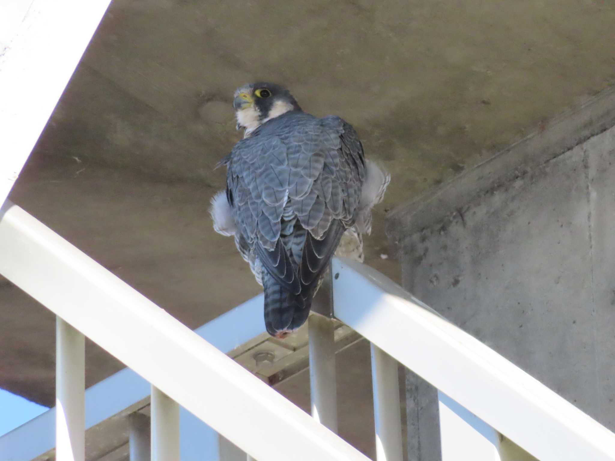 Peregrine Falcon