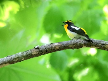 Narcissus Flycatcher Nishioka Park Sun, 5/26/2024