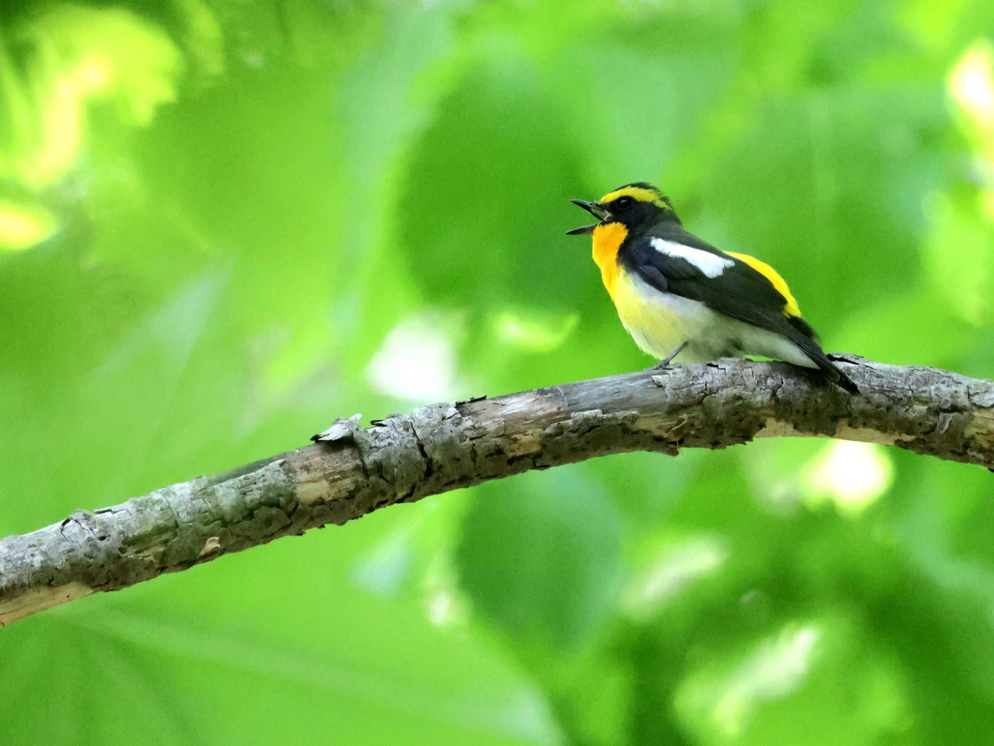 Photo of Narcissus Flycatcher at Nishioka Park by しろくま