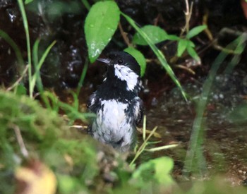 ヒガラ 西湖野鳥の森公園 2024年5月25日(土)