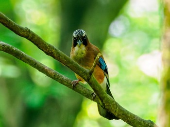 Eurasian Jay 南阿蘇ビジターセンター Sat, 5/25/2024