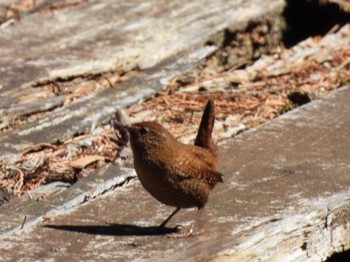 Eurasian Wren 日向渓谷 Mon, 3/18/2024